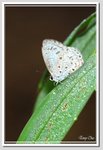 薰衣琉璃灰蝶
Celastrina lavendularis DSC_5006