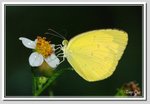 寬邊黃粉蝶 
Eurema hecabe DSC_6038 G B