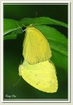 寬邊黃粉蝶 
Eurema hecabe DSC_4750G c