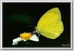 寬邊黃粉蝶 DSC_5008