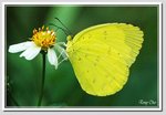 寬邊黃粉蝶 DSC_5010 G1