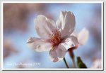 01 DSC_1243 Gc2