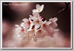 02 DSC_1372 G