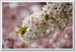 a2DSC_1712 GG