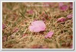 a7 DSC_1700 G