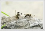 蜻蜓 DSC_6666