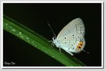 藍尾灰蝶 2