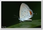 藍尾灰蝶 3
