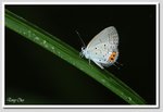 藍尾灰蝶 4