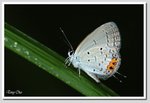 藍尾灰蝶 5