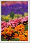 DSC_9973 GGG1
