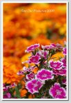DSD_0138 GGG