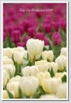 DSD_0296 GGG