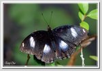 14 幻紫斑蛺蝶 DSC_5341G a