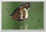 14 幻紫斑蛺蝶 DSC_5418G
