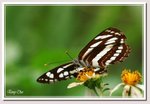 5 中環蛺蝶 Neptis hylas papaja DSC_4732GGd