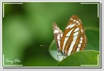 中環蛺蝶 Neptis hylas papaja 
a1 DSC_4302 G