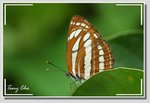 中環蛺蝶 Neptis hylas papaja 
a 2DSC_4303 GG
