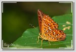 波蜆蝶 Zemeros flegyas
a3 DSC_4308 GG