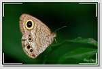 矍眼蝶 Ypthima baldus DSC_4572