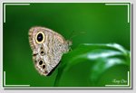 矍眼蝶 Ypthima baldus DSC_4574