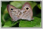 矍眼蝶 Ypthima baldus DSC_4714