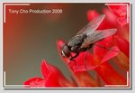 DSC_8362 GGG C F2