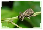 象鼻蟲 Curculionidea  DSC_4706GG