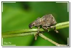 象鼻蟲 Curculionidea  DSC_4708GG