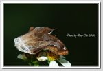 4 角翅弄蝶 DSC_4699G c