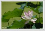 5 DSC_5089 G