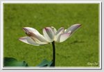 6 DSC_5094 G