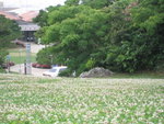首里城公園內的一片花地