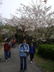 櫻花~~~