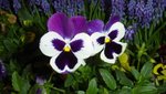 Flower Show 2005