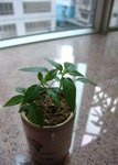 五彩辣椒