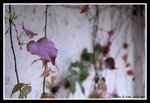 DSC_0127