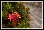 DSC09650
