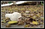 DSC09004
