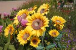 IMG_0944