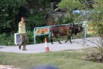 IMG_4110