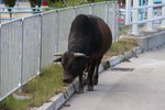 IMG_4121