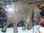 Lyuba: Baby mammoth of the Ice Age