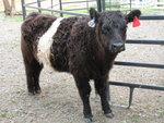 Belted Galloway (Cow from Scotland)