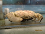 Australian King Crab, $55/lb.  To bad, not rich enough to eat him.