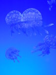 DSCF6107