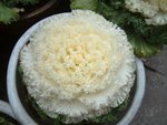 DSCF1080