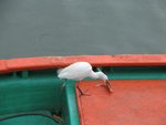 IMG_0909