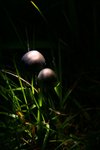 IMG_7440.sized