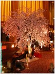 PICT0215 copy 大堂內櫻花